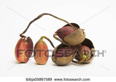 Stock Photo - Common Oak, Quercus robur, acorn, France, Europe. Fotosearch