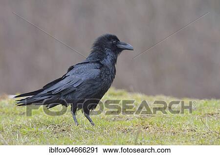 Stock Image - Common raven (Corvus corax) on meadow, Tyrol, Austria, Europe. Fotosearch
