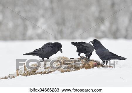 Common ravens (Corvus corax) on carcass of a young red deer in winter, Tyrol, Austria, Europe View Large Photo Image Stock Image - Common ravens (Corvus corax) on carcass of a young red deer in winter, Tyrol, Austria, Europe. Fotosearch