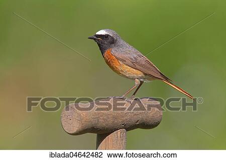 Common redstart (Phoenicurus phoenicurus), male sitting on spade, North Rhine-Westphalia, Germany, Europe View Large Photo Image Stock Image - Common redstart (Phoenicurus phoenicurus), male sitting on spade, North Rhine-Westphalia, Germany, Europe. Fotosearch
