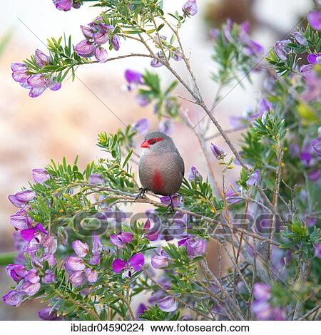 Common waxbill (Estrilda astrild), Plettenberg Bay, South Africa, Africa View Large Photo Image Picture - Common waxbill (Estrilda astrild), Plettenberg Bay, South Africa, Africa. Fotosearch
