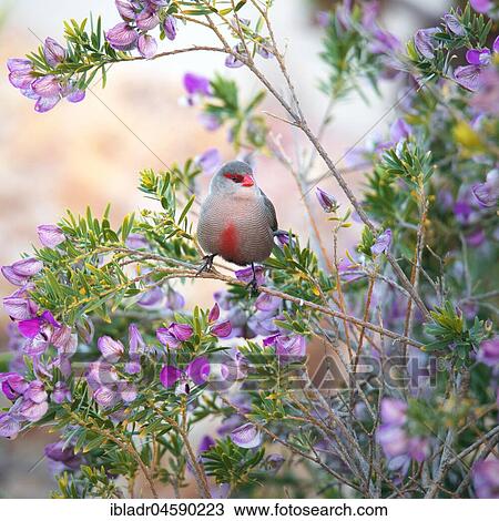 Common waxbill (Estrilda astrild), Plettenberg Bay, South Africa, Africa View Large Photo Image Stock Image - Common waxbill (Estrilda astrild), Plettenberg Bay, South Africa, Africa. Fotosearch