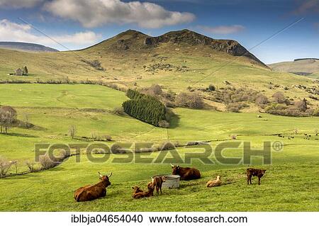Cows on pasture and mountain of Chabrut, Cezallier massif, Puy de Dome department, Auvergne, France, Europe View Large Photo Image Stock Image - Cows on pasture and mountain of Chabrut, Cezallier massif, Puy de Dome department, Auvergne, France, Europe. Fotosearch