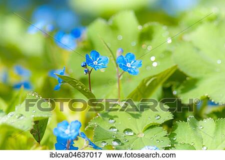 Stock Photo - Creeping navelwort (Omphalodes verna) between sheets of Lady's mantle (Alchemilla) with dewdrops, Lower Saxony, Germany, Europe. Fotosearch