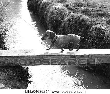 Picture - Dachshund crosses the river, ca. 1960s, exact place unknown, England. Fotosearch