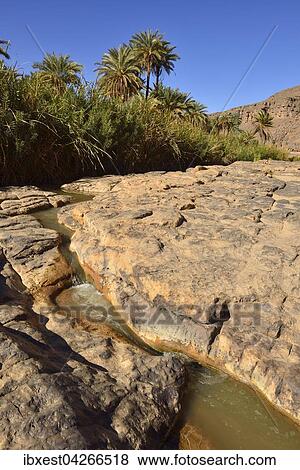 Dattelpalme (Phoenix dactylifera) und Wasser in der Iherir Schlucht, Iherir Canyon, Tassili n'Ajjer Nationalpark, UNESCO Weltnaturerbe, Sahara, Algerien, Afrika View Large Photo Image Stock Photo - Dattelpalme (Phoenix dactylifera) und Wasser in der Iherir Schlucht, Iherir Canyon, Tassili n'Ajjer Nationalpark, UNESCO Weltnaturerbe, Sahara, Algerien, Afrika. Fotosearch
