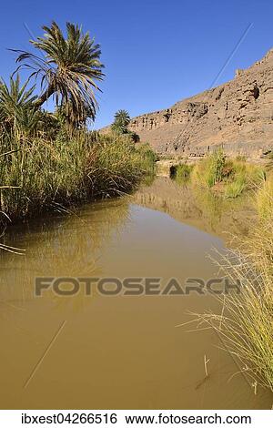 Dattelpalme (Phoenix dactylifera) und Wasser in der Iherir Schlucht, Iherir Canyon, Tassili n'Ajjer Nationalpark, UNESCO Weltnaturerbe, Sahara, Algerien, Afrika View Large Photo Image Stock Photograph - Dattelpalme (Phoenix dactylifera) und Wasser in der Iherir Schlucht, Iherir Canyon, Tassili n'Ajjer Nationalpark, UNESCO Weltnaturerbe, Sahara, Algerien, Afrika. Fotosearch