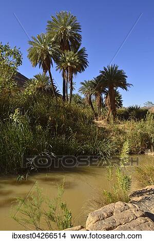 Dattelpalmen (Phoenix dactylifera) und Wasser in der Iherir Schlucht, Iherir Canyon, Tassili n'Ajjer Nationalpark, UNESCO Weltnaturerbe, Sahara, Algerien, Afrika View Large Photo Image Picture - Dattelpalmen (Phoenix dactylifera) und Wasser in der Iherir Schlucht, Iherir Canyon, Tassili n'Ajjer Nationalpark, UNESCO Weltnaturerbe, Sahara, Algerien, Afrika. Fotosearch