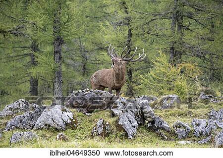 Deer roaring during rutting season, red deer (Cervus elaphus), Upper Austria, Austria, Europe View Large Photo Image Stock Image - Deer roaring during rutting season, red deer (Cervus elaphus), Upper Austria, Austria, Europe. Fotosearch