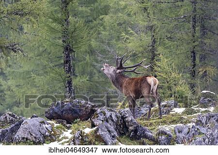 Stock Photo - Deer roaring during rutting season, red deer (Cervus elaphus), Upper Austria, Austria, Europe. Fotosearch