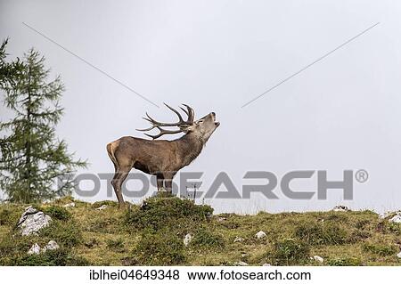 Deer roaring during rutting season, red deer (Cervus elaphus), Upper Austria, Austria, Europe View Large Photo Image Stock Photo - Deer roaring during rutting season, red deer (Cervus elaphus), Upper Austria, Austria, Europe. Fotosearch