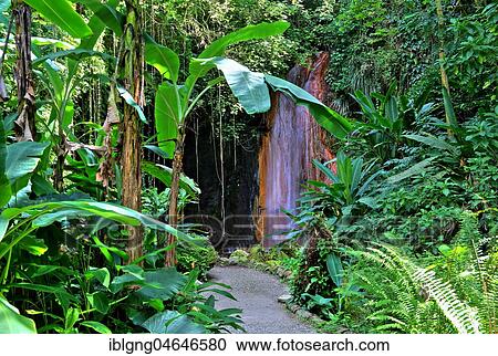 Diamond Waterfall in the Botanical Garden with tropical vegetation, Soufriere, St. Lucia, Lesser Antilles, West Indies, Caribbean Islands View Large Photo Image Stock Image - Diamond Waterfall in the Botanical Garden with tropical vegetation, Soufriere, St. Lucia, Lesser Antilles, West Indies, Caribbean Islands. Fotosearch