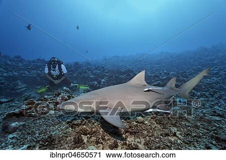 Diver, observed Sicklefin lemon shark (Negaprion acutidens), swims over coral reefs, pacific ocean, moorea, Leeward Islands, society islands, French Polynesia, Oceania View Large Photo Image Stock Image - Diver, observed Sicklefin lemon shark (Negaprion acutidens), swims over coral reefs, pacific ocean, moorea, Leeward Islands, society islands, French Polynesia, Oceania. Fotosearch