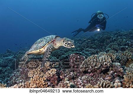 Stock Image - Diver observes Green Sea Turtle (Chelonia mydas) over coral reef with bush corals (Pocillopora), Pacific Ocean, French Polynesia, Oceania. Fotosearch