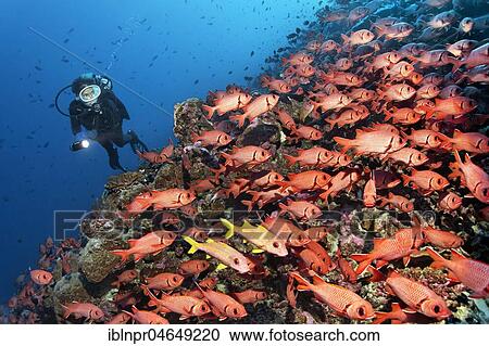 Diver observes swarm Pinecone soldierfishes (Myripristis murdjan) on reef, Pacific Ocean, French Polynesia, Oceania View Large Photo Image Stock Image - Diver observes swarm Pinecone soldierfishes (Myripristis murdjan) on reef, Pacific Ocean, French Polynesia, Oceania. Fotosearch