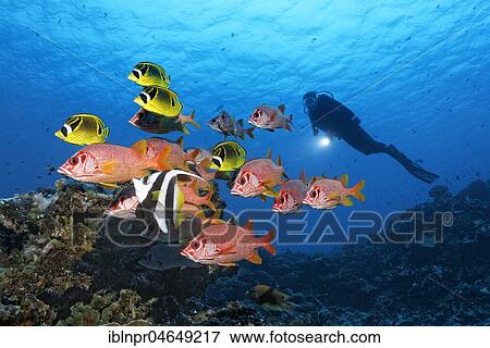 Diver observes swarm Sabre squirrelfish (Sargocentron spiniferum), red, together with Raccoon butterflyfishn (Chaetodon lunula), yellow, Pacific, French Polynesia, Oceania View Large Photo Image Stock Photo - Diver observes swarm Sabre squirrelfish (Sargocentron spiniferum), red, together with Raccoon butterflyfishn (Chaetodon lunula), yellow, Pacific, French Polynesia, Oceania. Fotosearch