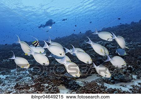 Stock Photography - Diver observes swarm Yellowfin surgeonfish (Acanthurus xanthopterus) over coral reef, Pacific Ocean, French Polynesia, Oceania. Fotosearch