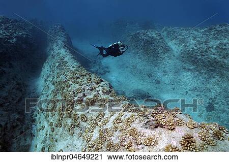 Stock Image - Diver swims over reef ridges with cauliflower corals (Pocillopora meandrina), coral reef, fault, Pacific Ocean, French Polynesia, Oceania. Fotosearch