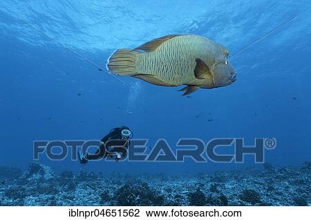 Stock Image - Diver watches Humphead Wrasse (Cheilinus undulatus) swims over coral reef, Pacific Ocean, Rangiroa, society islands, Leeward Islands, French Polynesia, Oceania. Fotosearch