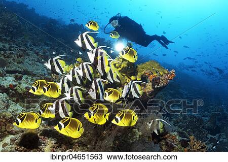 Stock Image - Diver watches swarm Pennant coralfish (Heniochus acuminatus) together with Raccoon butterflyfish (Chaetodon lunula), Pacific Ocean, Rangiroa, Society Islands, Windward Islands, French Polynesia, Oceania. Fotosearch
