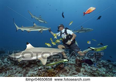 Diver with Blacktip reef sharks (Carcharhinus melanopterus), coral reef, Pacific Ocean, Moorea, Windward Islands, French Polynesia, Oceania View Large Photo Image Stock Photo - Diver with Blacktip reef sharks (Carcharhinus melanopterus), coral reef, Pacific Ocean, Moorea, Windward Islands, French Polynesia, Oceania. Fotosearch