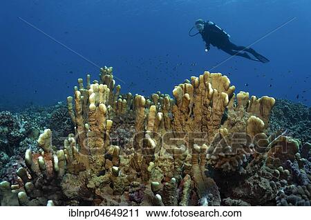 Divers over Blade firel coral (Millepora platyphylla), Pacific, French Polynesia, Oceania View Large Photo Image Stock Image - Divers over Blade firel coral (Millepora platyphylla), Pacific, French Polynesia, Oceania. Fotosearch