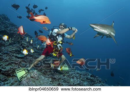 Stock Photo - Divers surrounded by Blacktip reef sharks (Carcharhinus melanopterus), Humpback Red Snappern (Lutjanus gibbus), coral reef, Pacific Ocean, Moorea, Windward Islands, French Polynesia, Oceania. Fotosearch
