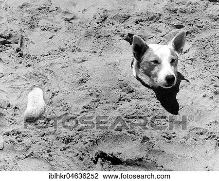 Stock Image - Dog buried in the sand, ca. 1960s, exact place unknown, England. Fotosearch