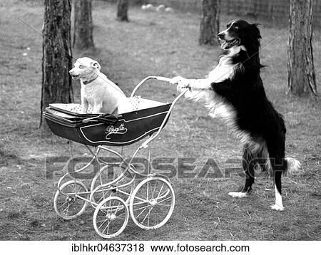 Stock Photo - Dog drives dog in a stroller, ca. 1970s, exact place unknown, Austria, Europe. Fotosearch
