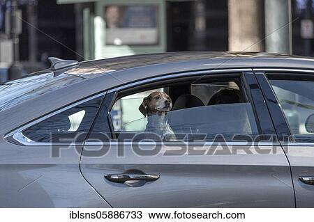 Dog looks out car window, Charlotte, North Carolina, USA, North America View Large Photo Image Stock Image - Dog looks out car window, Charlotte, North Carolina, USA, North America. Fotosearch