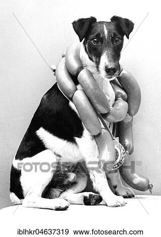 Dog with chain of sausage around his neck, ca. 1970s, exact place unknown, Austria, Europe View Large Photo Image Stock Photo - Dog with chain of sausage around his neck, ca. 1970s, exact place unknown, Austria, Europe. Fotosearch