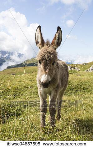 Donkey on alpine meadow, South Tyrolean Alps, Dolomites, South Tyrol View Large Photo Image Stock Photography - Donkey on alpine meadow, South Tyrolean Alps, Dolomites, South Tyrol. Fotosearch