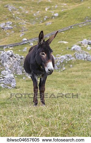 Donkey on alpine meadow, South Tyrolean Alps, Dolomites, South Tyrol View Large Photo Image Stock Photography - Donkey on alpine meadow, South Tyrolean Alps, Dolomites, South Tyrol. Fotosearch