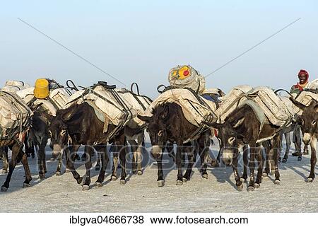 Stock Photo - Donkeys transport salt blocks from the salt mines, Assale Salt Lake, Lake Assale, Danakil Valley, Afar Region, Ethiopia, Africa. Fotosearch