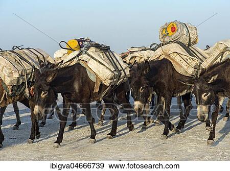 Donkeys transport salt blocks from the salt mines, Assale Salt Lake, Lake Assale, Danakil Valley, Afar Region, Ethiopia, Africa View Large Photo Image Stock Photo - Donkeys transport salt blocks from the salt mines, Assale Salt Lake, Lake Assale, Danakil Valley, Afar Region, Ethiopia, Africa. Fotosearch