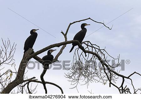 Drei Kormorane (Phalacrocorax carbo) sitzen auf einem kahlen Baum, Hessen, Deutschland, Europa View Large Photo Image Picture - Drei Kormorane (Phalacrocorax carbo) sitzen auf einem kahlen Baum, Hessen, Deutschland, Europa. Fotosearch