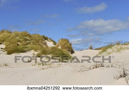 Dune mit Strandhafer, Nebeninsel Helgoland-Dune, Helgoland, Schleswig-Holstein, Deutschland, Europa View Large Photo Image Stock Image - Dune mit Strandhafer, Nebeninsel Helgoland-Dune, Helgoland, Schleswig-Holstein, Deutschland, Europa. Fotosearch
