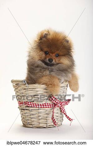 Dwarf Lace, puppy, 4 months, sitting in basket View Large Photo Image Stock Photo - Dwarf Lace, puppy, 4 months, sitting in basket. Fotosearch