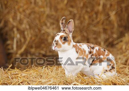 Stock Image - Dwarf Rex Rabbit, three-coloured, sitting in straw. Fotosearch