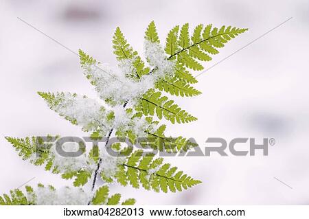 Echter Wurmfarn, Mannerfarn (Dryopteris filix-mas) mit Schneekristallen, Hessen, Deutschland, Europa View Large Photo Image Stock Image - Echter Wurmfarn, Mannerfarn (Dryopteris filix-mas) mit Schneekristallen, Hessen, Deutschland, Europa. Fotosearch