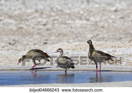 Egyptian geeses (Alopochen aegyptiaca) in water at waterhole, Etosha National Park, Namibia, Africa View Large Photo Image Stock Image - Egyptian geeses (Alopochen aegyptiaca) in water at waterhole, Etosha National Park, Namibia, Africa. Fotosearch