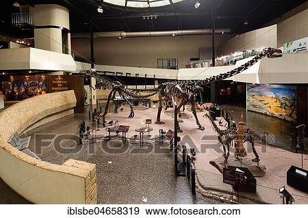 Stock Photo - Eintrance hall with skeletons of dinosaurs, Sirindhorn Dinosaur Museum, Non Buri, Sahatsakhan district, Kalasin province, Isan, Thailand, Asia. Fotosearch