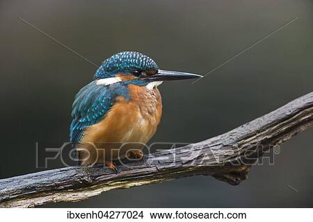 Eisvogel (Alcedo atthis) auf Ast, Mannchen, Emsland, Niedersachsen, Deutschland, Europa View Large Photo Image Picture - Eisvogel (Alcedo atthis) auf Ast, Mannchen, Emsland, Niedersachsen, Deutschland, Europa. Fotosearch