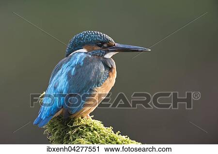 Eisvogel (Alcedo atthis) sitzt auf Ast, mannlich, Emsland, Niedersachsen, Deutschland, Europa View Large Photo Image Stock Image - Eisvogel (Alcedo atthis) sitzt auf Ast, mannlich, Emsland, Niedersachsen, Deutschland, Europa. Fotosearch