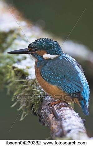 Stock Image - Eisvogel (Alcedo atthis) sitzt auf Ast, mannlich, Emsland, Niedersachsen, Deutschland, Europa. Fotosearch