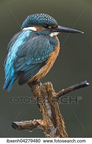 Stock Image - Eisvogel (Alcedo atthis) sitzt auf Ast, mannlich, Emsland, Niedersachsen, Deutschland, Europa. Fotosearch