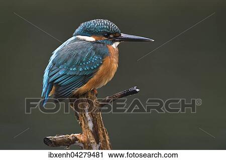 Eisvogel (Alcedo atthis) sitzt auf Ast, mannlich, Emsland, Niedersachsen, Deutschland, Europa View Large Photo Image Stock Image - Eisvogel (Alcedo atthis) sitzt auf Ast, mannlich, Emsland, Niedersachsen, Deutschland, Europa. Fotosearch