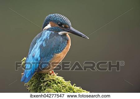 Eisvogel (Alcedo atthis) sitzt auf Ast, mannlich, Emsland, Niedersachsen, Deutschland, Europa View Large Photo Image Stock Photo - Eisvogel (Alcedo atthis) sitzt auf Ast, mannlich, Emsland, Niedersachsen, Deutschland, Europa. Fotosearch