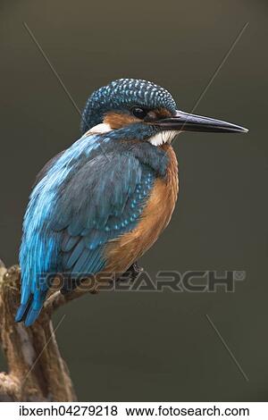 Stock Photo - Eisvogel (Alcedo atthis) sitzt auf Ast, mannlich, Emsland, Niedersachsen, Deutschland, Europa. Fotosearch