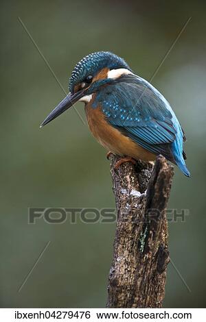 Stock Photograph - Eisvogel (Alcedo atthis) sitzt auf Ast, mannlich, Emsland, Niedersachsen, Deutschland, Europa. Fotosearch